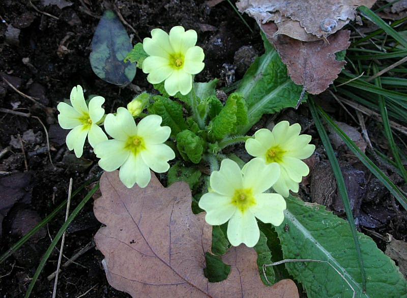 Primula vulgaris / Primula comune